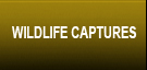 Wildlife Captures